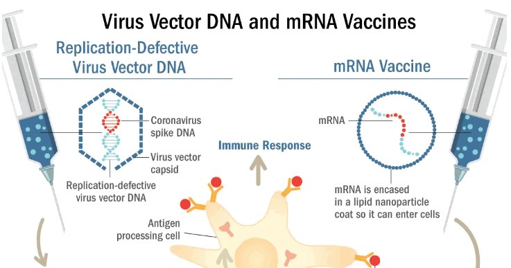 In India, we were told the mRNA C19Vs were the only ones to accumulate in organs and not viral-vector AZ. Is it true?
